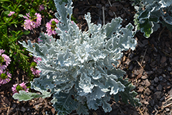 Winter Whispers Dusty Miller (Senecio 'Winter Whispers') at Lakeshore Garden Centres