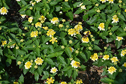 Gem Compact Yellow Topaz Lantana (Lantana camara 'Gem Compact Yellow Topaz') at Lakeshore Garden Centres