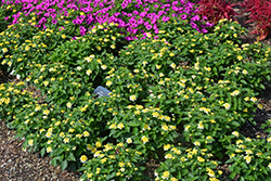 Gem Compact Yellow Topaz Lantana (Lantana camara 'Gem Compact Yellow Topaz') at Lakeshore Garden Centres