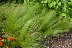Pony Tails Mexican Feather Grass (Nassella tenuissima 'Pony Tails') at Lakeshore Garden Centres