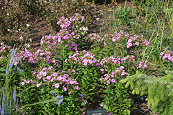 Luminary Prismatic Pink Tall Garden Phlox (Phlox paniculata 'Prismatic Pink') at Peter Knippel Garden Centre