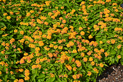 Bandolista Mango (Lantana camara 'Bandolista Mango') at Lakeshore Garden Centres