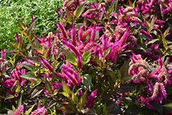 Kelos Atomic Violet Celosia (Celosia 'Kelos Atomic Violet') at Lakeshore Garden Centres