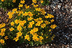 Golden Empire Bidens (Bidens ferulifolia 'Golden Empire') at Lakeshore Garden Centres