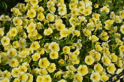 Bee's Knees Petunia (Petunia 'Balcobees') at Lakeshore Garden Centres
