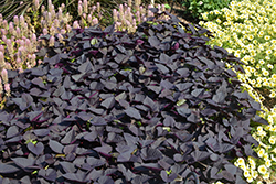 Sweet Caroline Sweetheart Jet Black Sweet Potato Vine (Ipomoea batatas 'NCORNSP-021SHJB') at Lakeshore Garden Centres