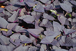 Sweet Caroline Sweetheart Jet Black Sweet Potato Vine (Ipomoea batatas 'NCORNSP-021SHJB') at Lakeshore Garden Centres