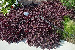 Sweet Caroline Red Hawk Sweet Potato Vine (Ipomoea batatas 'NCORNSP-026SCRH') at Lakeshore Garden Centres