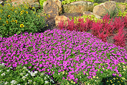Supertunia Mini Vista Sweet Sangria Petunia (Petunia 'Supertunia Mini Vista Sweet Sangria') at Lakeshore Garden Centres
