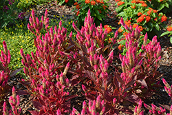 Kelos Atomic Neon Pink Celosia (Celosia 'Kelos Atomic Neon Pink') at Lakeshore Garden Centres