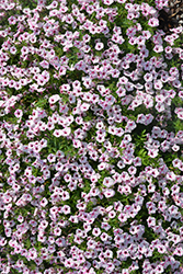 Supertunia Mini Vista Pink Star Petunia (Petunia 'USTUNJ2401') at A Very Successful Garden Center