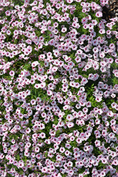 Supertunia Mini Vista Pink Star Petunia (Petunia 'USTUNJ2401') at Lakeshore Garden Centres