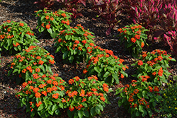 Gem Compact Orange Fire Lantana (Lantana camara 'Gem Compact Orange Fire') at Lakeshore Garden Centres