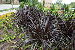 First Knight Fountain Grass (Pennisetum 'First Knight') at Lakeshore Garden Centres