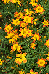 Bidy Boom Red Bidens (Bidens 'Bidy Boom Red') at Lakeshore Garden Centres