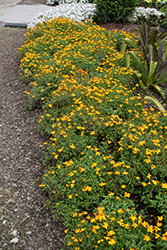 Bidy Boom Red Bidens (Bidens 'Bidy Boom Red') at Lakeshore Garden Centres