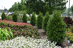 Junior Giant Arborvitae (Thuja 'Junior Giant') at Lakeshore Garden Centres