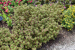 ColorBlaze Chocolate Drop Coleus (Solenostemon scutellarioides 'Kakegawa CE2') at Lakeshore Garden Centres