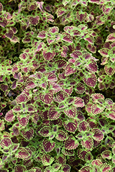 ColorBlaze Chocolate Drop Coleus (Solenostemon scutellarioides 'Kakegawa CE2') at Lakeshore Garden Centres