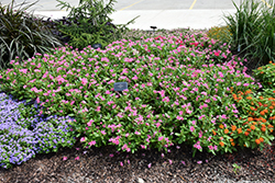 Soiree Double Pink Vinca (Catharanthus roseus 'Soiree Double Pink') at Lakeshore Garden Centres