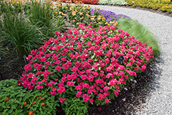 Valiant Punch Vinca (Catharanthus roseus 'Valiant Punch') at Lakeshore Garden Centres