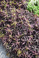 Sweet Caroline Upside Black Coffee Sweet Potato Vine (Ipomoea batatas 'NCORNSP-028SCKL') at Lakeshore Garden Centres