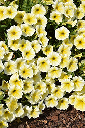 Supertunia Saffron Finch Petunia (Petunia 'Balcobees') at Lakeshore Garden Centres