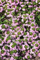 Surdiva Classic Pink Fan Flower (Scaevola aemula 'Surdiva Classic Pink') at Lakeshore Garden Centres