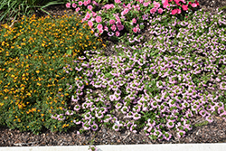 Surdiva Classic Pink Fan Flower (Scaevola aemula 'Surdiva Classic Pink') at Lakeshore Garden Centres