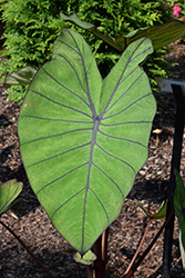 Royal Hawaiian Blue Hawaii Elephant Ear (Colocasia esculenta 'Blue Hawaii') at Lakeshore Garden Centres