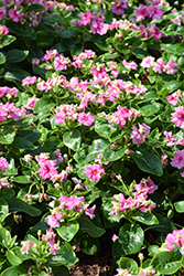 Soiree Flamenco Pink Twist Vinca (Catharanthus roseus 'Soiree Flamenco Pink Twist') at Lakeshore Garden Centres
