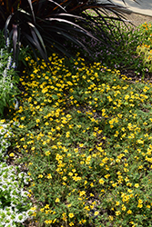Bidy Gonzales Big Bidens (Bidens 'Bidy Gonzales Trailing') at Lakeshore Garden Centres