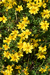 Bidy Gonzales Big Bidens (Bidens 'Bidy Gonzales Trailing') at Lakeshore Garden Centres
