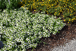 Surdiva White Fan Flower (Scaevola aemula 'Surdiva White') at Lakeshore Garden Centres