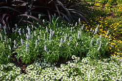Cathedral Blue Bicolor Salvia (Salvia farinacea 'Cathedral Blue Bicolor') at Lakeshore Garden Centres