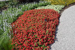 Supertunia Mini Vista Scarlet Petunia (Petunia 'Supertunia Mini Vista Scarlet') at Lakeshore Garden Centres
