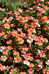 Tattoo Orange Vinca (Catharanthus roseus 'PAS1517061') at Lakeshore Garden Centres