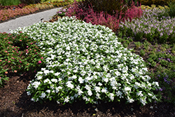 Valiant Pure White Vinca (Catharanthus roseus 'Valiant Pure White') at Lakeshore Garden Centres