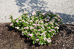 Soiree Flamenco Senorita Pink Vinca (Catharanthus roseus 'Soiree Flamenco Senorita Pink') at Lakeshore Garden Centres