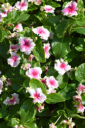 Soiree Flamenco Senorita Pink Vinca (Catharanthus roseus 'Soiree Flamenco Senorita Pink') at Lakeshore Garden Centres