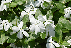 Valiant Pure White Vinca (Catharanthus roseus 'Valiant Pure White') at Lakeshore Garden Centres