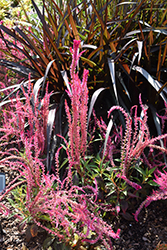 Kelos Candela Pink Celosia (Celosia 'Kelos Candela Pink') at Lakeshore Garden Centres