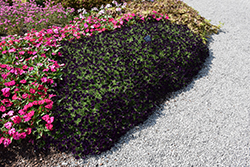 Supertunia Mini Vista Midnight Petunia (Petunia 'Supertunia Mini Vista Midnight') at Lakeshore Garden Centres