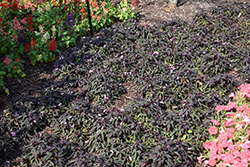 Floramia Cameo Sweet Potato Vine (Ipomoea batatas 'Flora Mia Nero') at Lakeshore Garden Centres