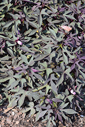 Floramia Cameo Sweet Potato Vine (Ipomoea batatas 'Flora Mia Nero') at Lakeshore Garden Centres