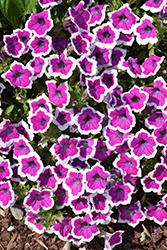Supertunia Hoopla Vivid Orchid Petunia (Petunia 'DPETPW1782') at Lakeshore Garden Centres
