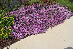 Supertunia Hoopla Vivid Orchid Petunia (Petunia 'DPETPW1782') at Lakeshore Garden Centres