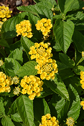 Bandolista Pineapple (Lantana camara 'Bandolista Pineapple') at Lakeshore Garden Centres