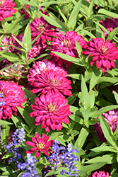 Zydeco Cherry Zinnia (Zinnia 'Zydeco Cherry') at Lakeshore Garden Centres