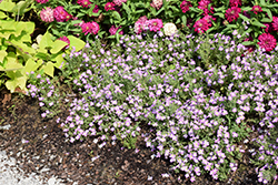 Safari Sky South African Phlox (Jamesbrittenia 'Safari Sky') at Lakeshore Garden Centres